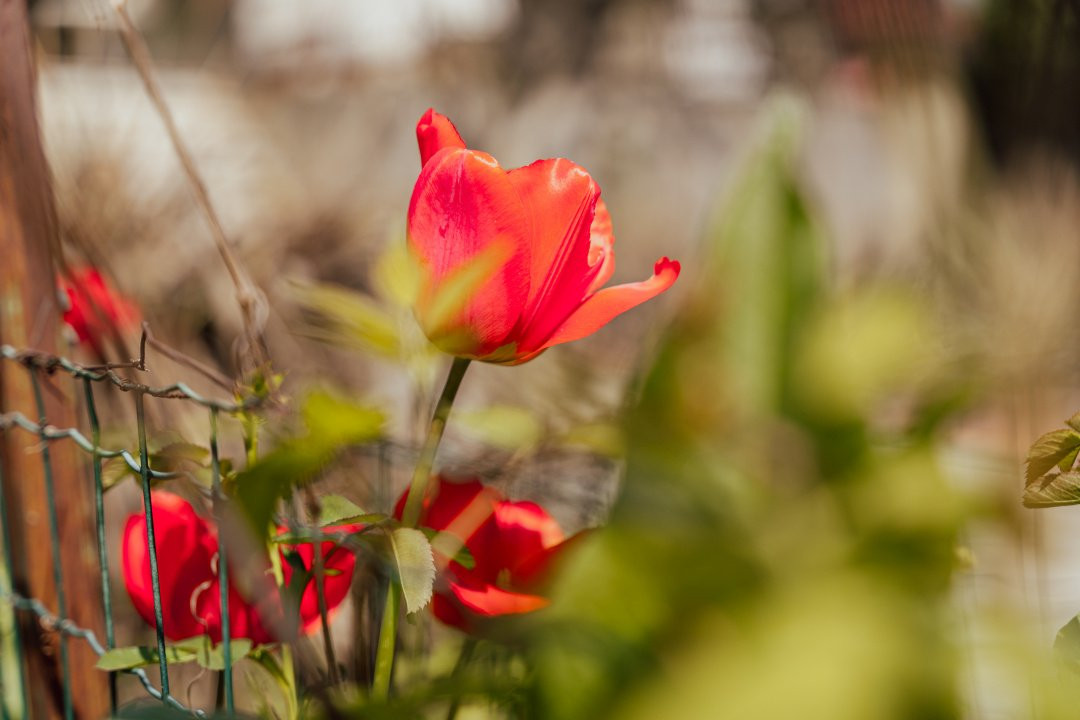 Casă individuală cu arhitectură deosebită și potențial investițional