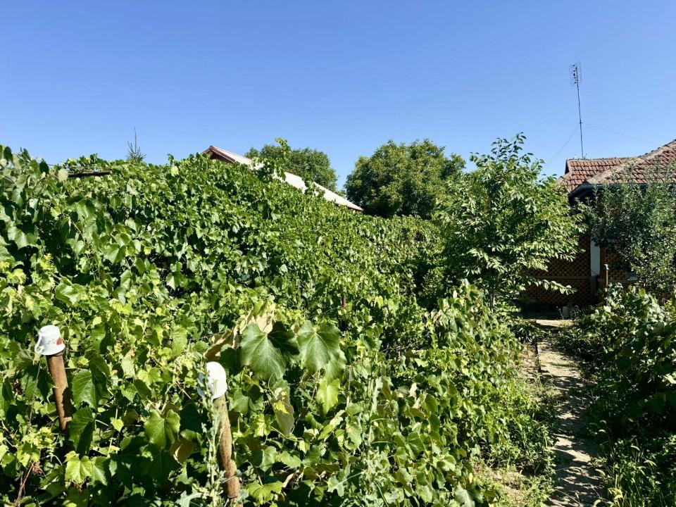 Oportunitate de investiție – Teren 3.000 mp în Gruiu, Ilfov