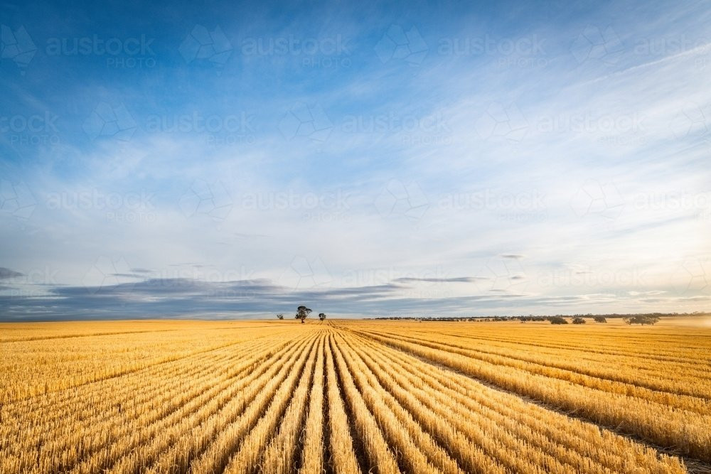 PORTOFOLIU AGRICOL PREMIUM 3.000 HA SUDUL ROMÂNIEI OPORTUNITATE INVESTIȚIONALĂ