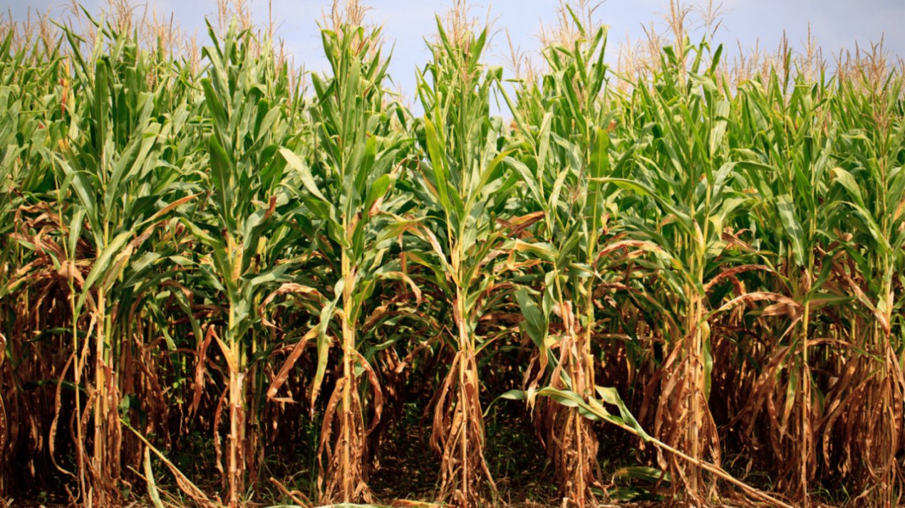 PORTOFOLIU AGRICOL PREMIUM 3.000 HA SUDUL ROMÂNIEI OPORTUNITATE INVESTIȚIONALĂ