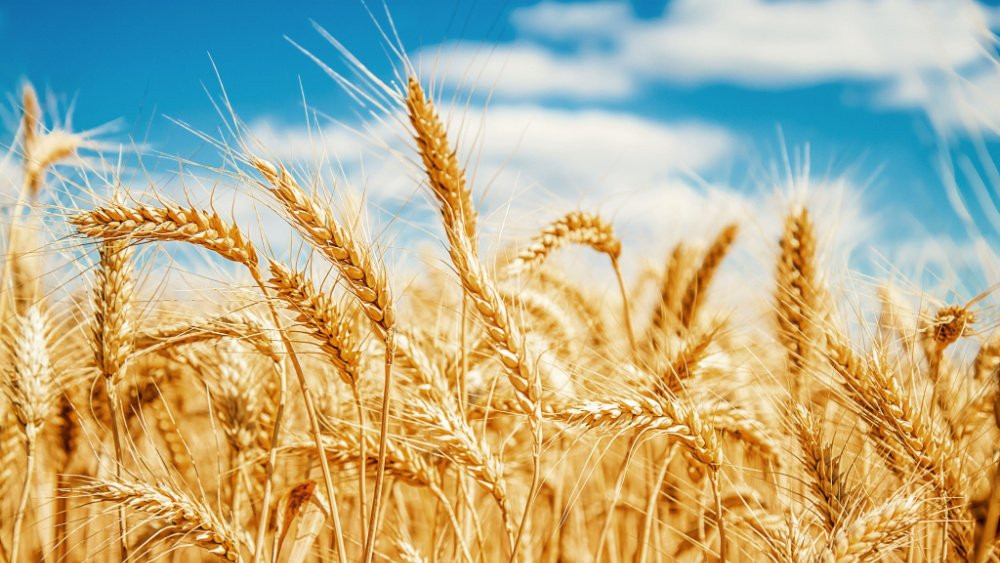 PORTOFOLIU AGRICOL PREMIUM 3.000 HA SUDUL ROMÂNIEI OPORTUNITATE INVESTIȚIONALĂ