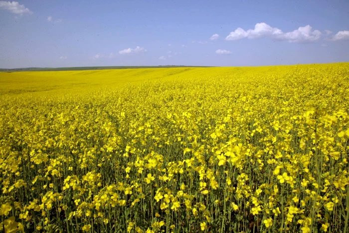 PORTOFOLIU AGRICOL PREMIUM 3.000 HA SUDUL ROMÂNIEI OPORTUNITATE INVESTIȚIONALĂ